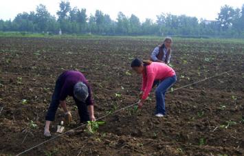 ��԰�������������