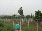 ͼ������