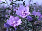 ͼ������