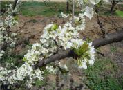 ͼ������