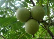 ���һ���