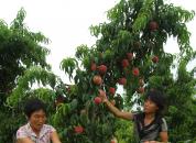 �׺���������