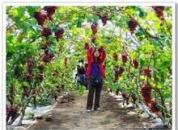 ��Բ����