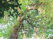 ���ꡰ��צɣ��֦��Ҷï